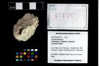 Foto (Objekt + Etikett) von Goniodromites sp.  (NHMW-GEO-2014-0194-0775)